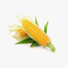 Sweet Corn 1 pc (Approx 250 g - 450 g)